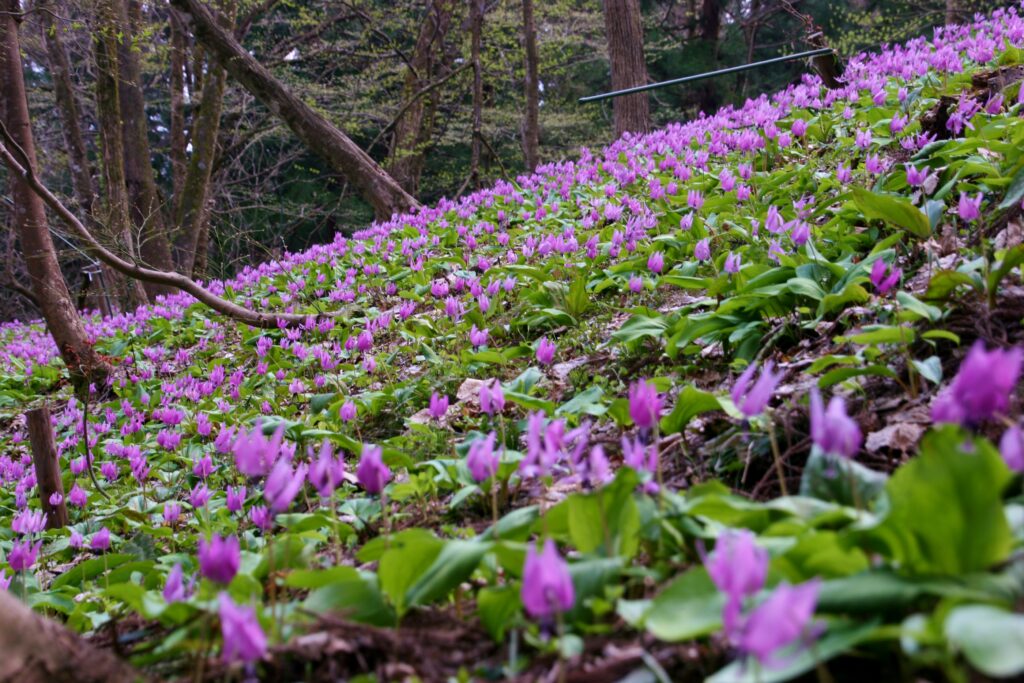 矢で整備した里山のカタクリ